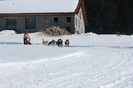 La Pesse 2014  Course de chiens de traineau  (dimanche 09/03/2014), IMG_4960
