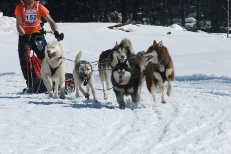La Pesse 2014  Course de chiens de traineau  (dimanche 09/03/2014), IMG_4963