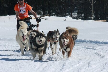 La Pesse 2014  Course de chiens de traineau  (dimanche 09/03/2014), IMG_4964