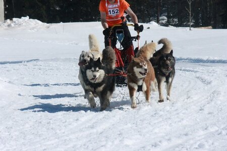 La Pesse 2014  Course de chiens de traineau  (dimanche 09/03/2014), IMG_4965