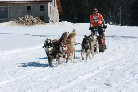 La Pesse 2014  Course de chiens de traineau  (dimanche 09/03/2014), IMG_4967