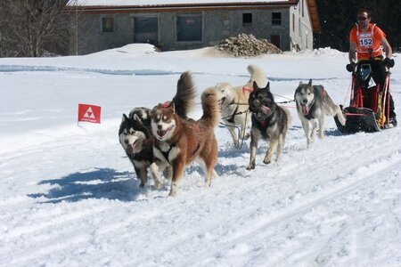 La Pesse 2014  Course de chiens de traineau  (dimanche 09/03/2014), IMG_4968