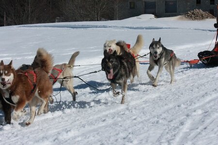 La Pesse 2014  Course de chiens de traineau  (dimanche 09/03/2014), IMG_4969