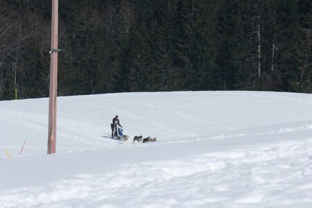 La Pesse 2014  Course de chiens de traineau  (dimanche 09/03/2014), IMG_4971
