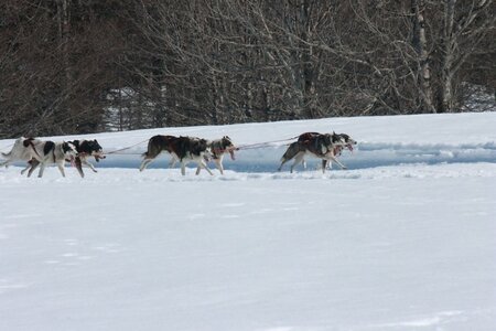 La Pesse 2014  Course de chiens de traineau  (dimanche 09/03/2014), IMG_4973