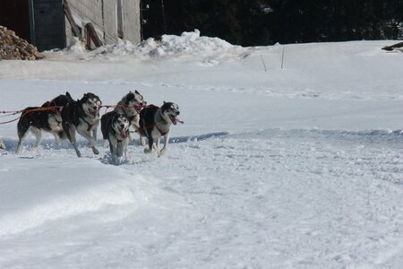 La Pesse 2014  Course de chiens de traineau  (dimanche 09/03/2014), IMG_4975