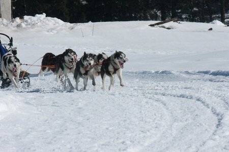 La Pesse 2014  Course de chiens de traineau  (dimanche 09/03/2014), IMG_4976