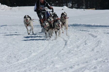 La Pesse 2014  Course de chiens de traineau  (dimanche 09/03/2014), IMG_4977