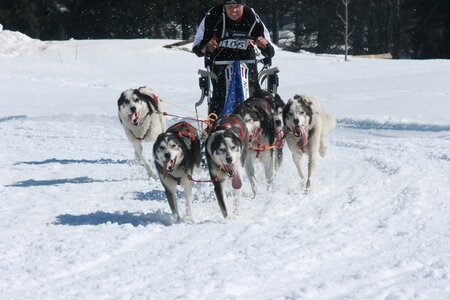 La Pesse 2014  Course de chiens de traineau  (dimanche 09/03/2014), IMG_4978