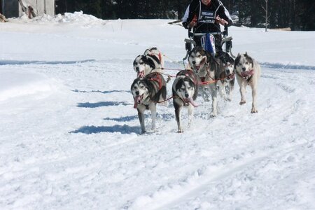 La Pesse 2014  Course de chiens de traineau  (dimanche 09/03/2014), IMG_4979