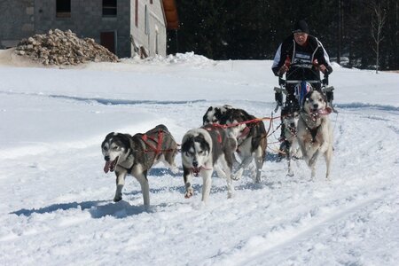 La Pesse 2014  Course de chiens de traineau  (dimanche 09/03/2014), IMG_4980