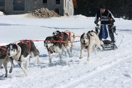 La Pesse 2014  Course de chiens de traineau  (dimanche 09/03/2014), IMG_4981