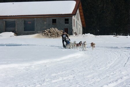 La Pesse 2014  Course de chiens de traineau  (dimanche 09/03/2014), IMG_4983