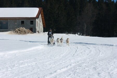 La Pesse 2014  Course de chiens de traineau  (dimanche 09/03/2014), IMG_4984