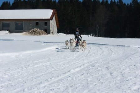 La Pesse 2014  Course de chiens de traineau  (dimanche 09/03/2014), IMG_4986