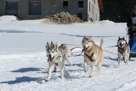 La Pesse 2014  Course de chiens de traineau  (dimanche 09/03/2014), IMG_4987