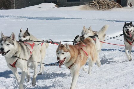 La Pesse 2014  Course de chiens de traineau  (dimanche 09/03/2014), IMG_4988
