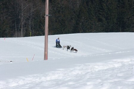 La Pesse 2014  Course de chiens de traineau  (dimanche 09/03/2014), IMG_4990