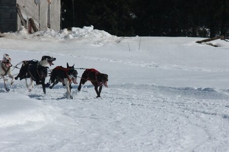 La Pesse 2014  Course de chiens de traineau  (dimanche 09/03/2014), IMG_4993