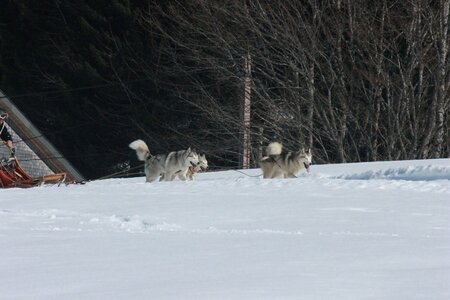 La Pesse 2014  Course de chiens de traineau  (dimanche 09/03/2014), IMG_5004