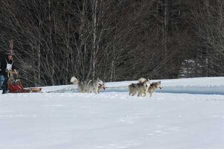 La Pesse 2014  Course de chiens de traineau  (dimanche 09/03/2014), IMG_5005