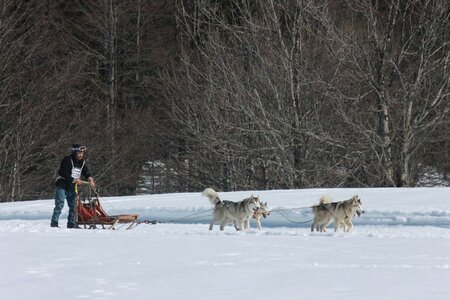 La Pesse 2014  Course de chiens de traineau  (dimanche 09/03/2014), IMG_5006