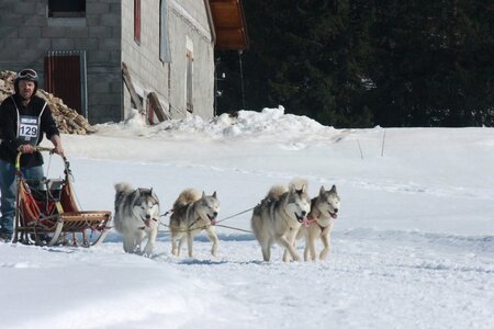 La Pesse 2014  Course de chiens de traineau  (dimanche 09/03/2014), IMG_5008