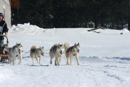 La Pesse 2014  Course de chiens de traineau  (dimanche 09/03/2014), IMG_5009