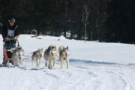 La Pesse 2014  Course de chiens de traineau  (dimanche 09/03/2014), IMG_5010