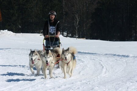 La Pesse 2014  Course de chiens de traineau  (dimanche 09/03/2014), IMG_5012