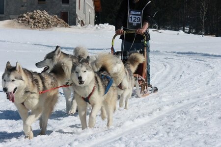 La Pesse 2014  Course de chiens de traineau  (dimanche 09/03/2014), IMG_5014