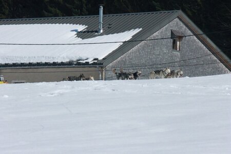 La Pesse 2014  Course de chiens de traineau  (dimanche 09/03/2014), IMG_5016