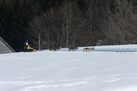 La Pesse 2014  Course de chiens de traineau  (dimanche 09/03/2014), IMG_5018
