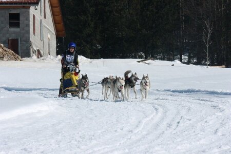 La Pesse 2014  Course de chiens de traineau  (dimanche 09/03/2014), IMG_5021