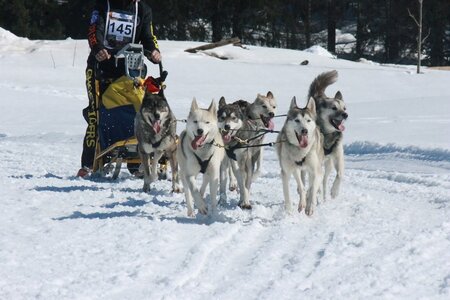 La Pesse 2014  Course de chiens de traineau  (dimanche 09/03/2014), IMG_5022