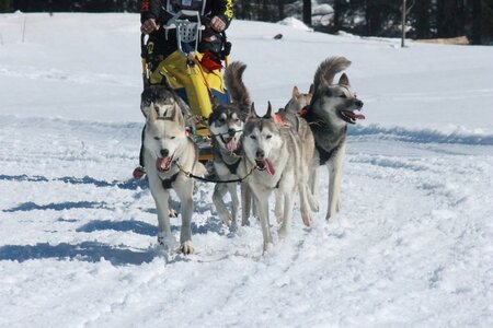La Pesse 2014  Course de chiens de traineau  (dimanche 09/03/2014), IMG_5023