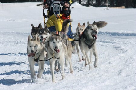 La Pesse 2014  Course de chiens de traineau  (dimanche 09/03/2014), IMG_5024