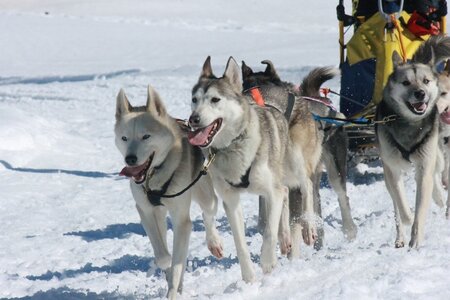 La Pesse 2014  Course de chiens de traineau  (dimanche 09/03/2014), IMG_5025