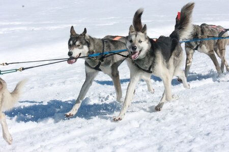 La Pesse 2014  Course de chiens de traineau  (dimanche 09/03/2014), IMG_5027