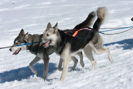 La Pesse 2014  Course de chiens de traineau  (dimanche 09/03/2014), IMG_5028