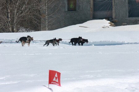 La Pesse 2014  Course de chiens de traineau  (dimanche 09/03/2014), IMG_5032