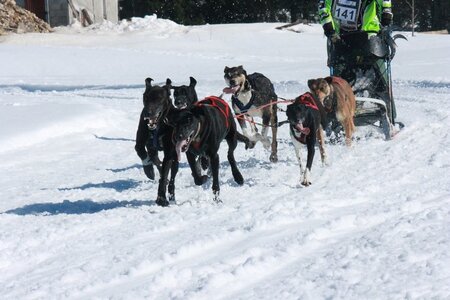 La Pesse 2014  Course de chiens de traineau  (dimanche 09/03/2014), IMG_5038