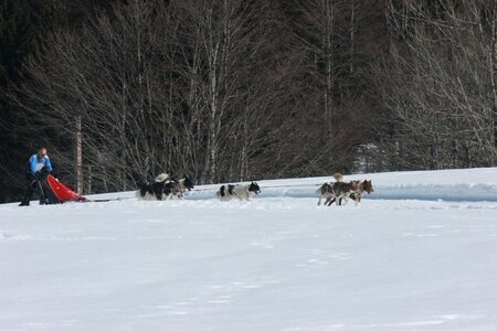 La Pesse 2014  Course de chiens de traineau  (dimanche 09/03/2014), IMG_5043