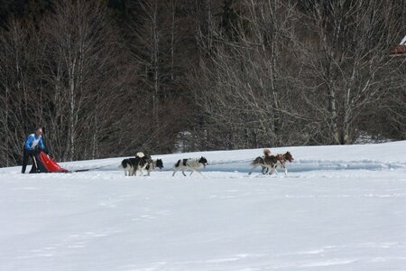 La Pesse 2014  Course de chiens de traineau  (dimanche 09/03/2014), IMG_5044