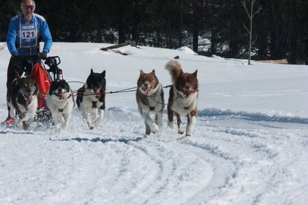 La Pesse 2014  Course de chiens de traineau  (dimanche 09/03/2014), IMG_5050