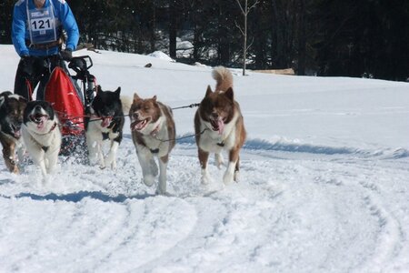 La Pesse 2014  Course de chiens de traineau  (dimanche 09/03/2014), IMG_5051