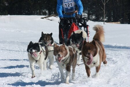 La Pesse 2014  Course de chiens de traineau  (dimanche 09/03/2014), IMG_5052