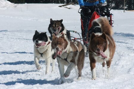 La Pesse 2014  Course de chiens de traineau  (dimanche 09/03/2014), IMG_5053