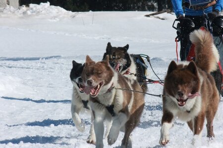 La Pesse 2014  Course de chiens de traineau  (dimanche 09/03/2014), IMG_5054