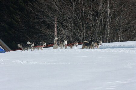 La Pesse 2014  Course de chiens de traineau  (dimanche 09/03/2014), IMG_5057